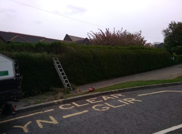 Hedge Trimming Tonypandy