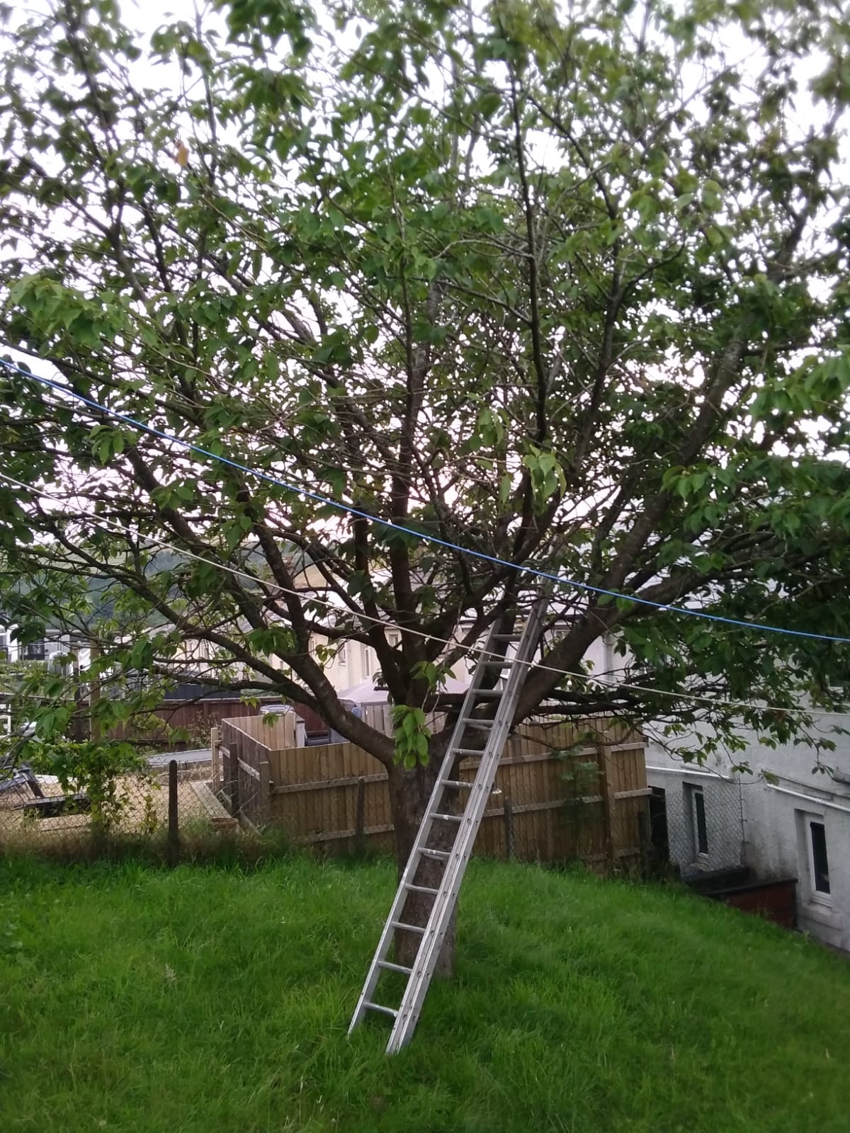 Tree Surgery Bridgend