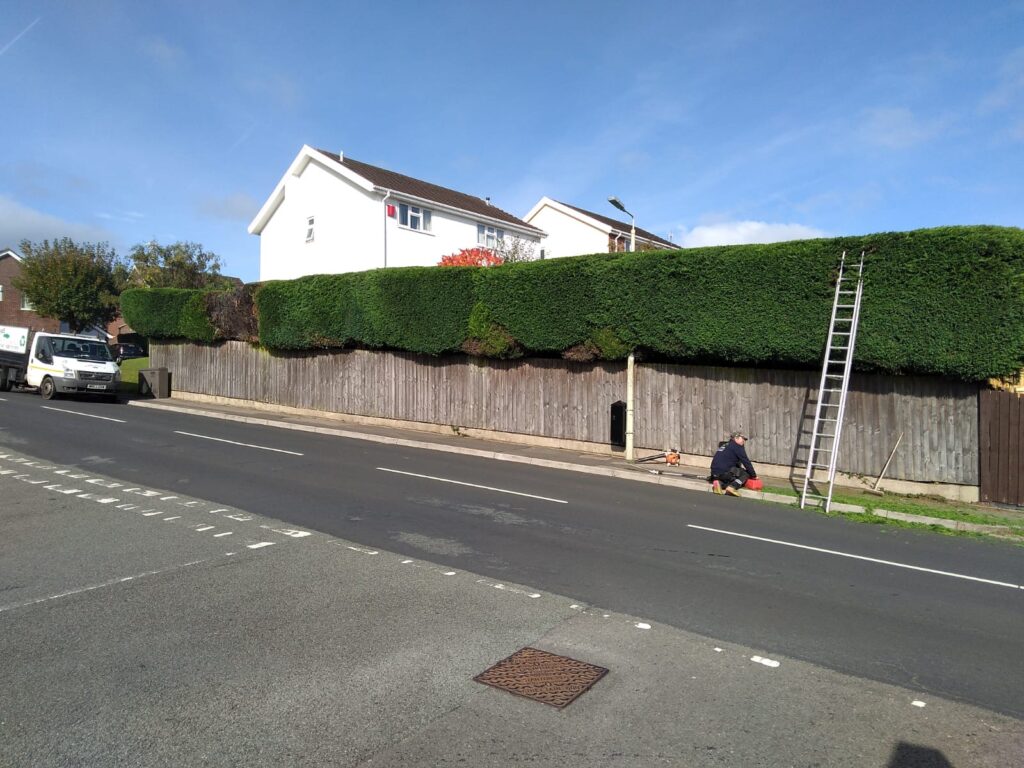 Hedge Cutting services Pontypridd