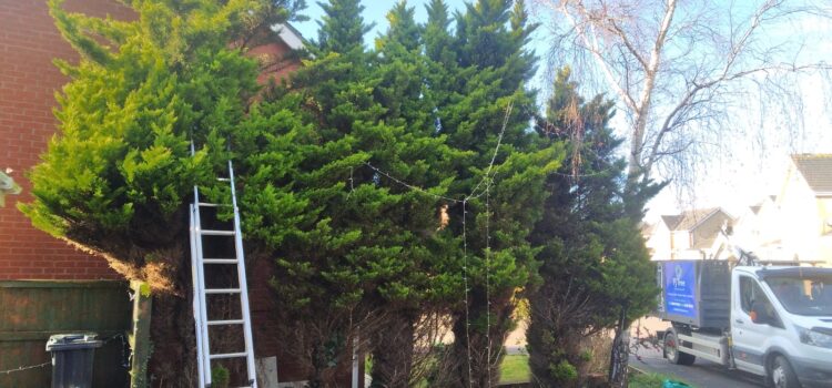 hedge and tree maintenance Swansea