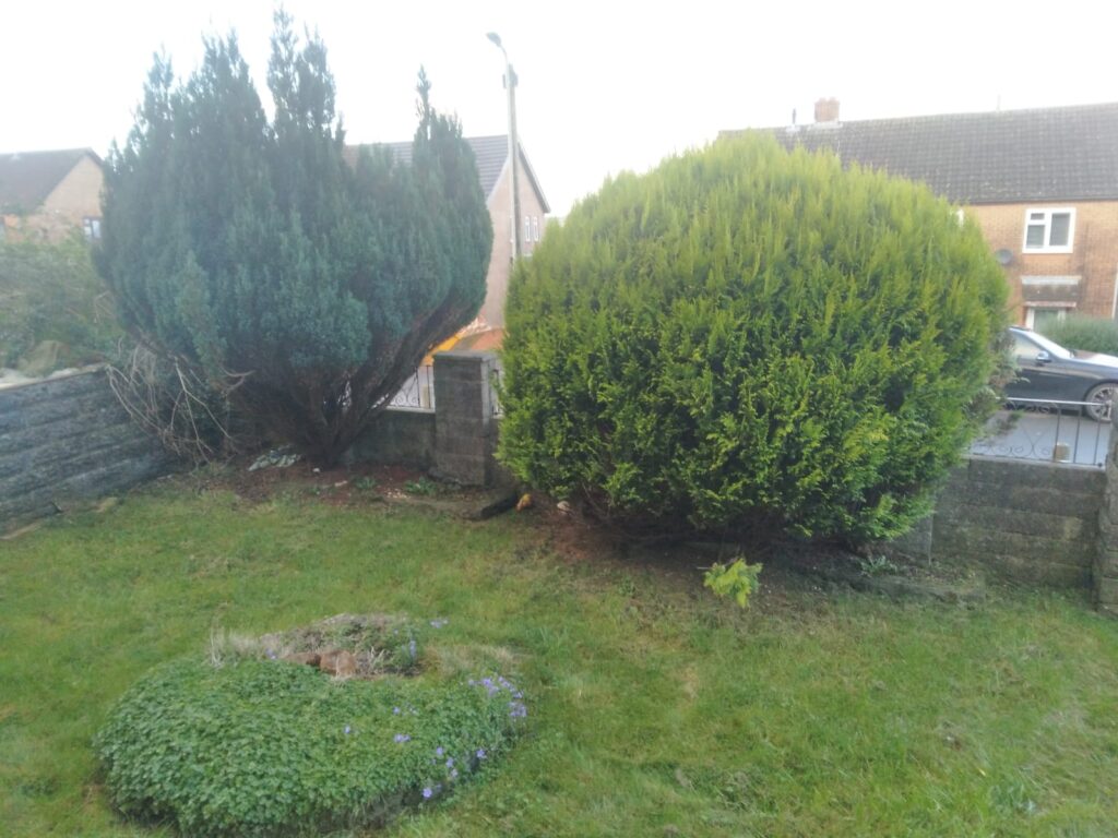 hedge removal Pontyclun