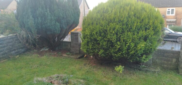 hedge removal Pontyclun