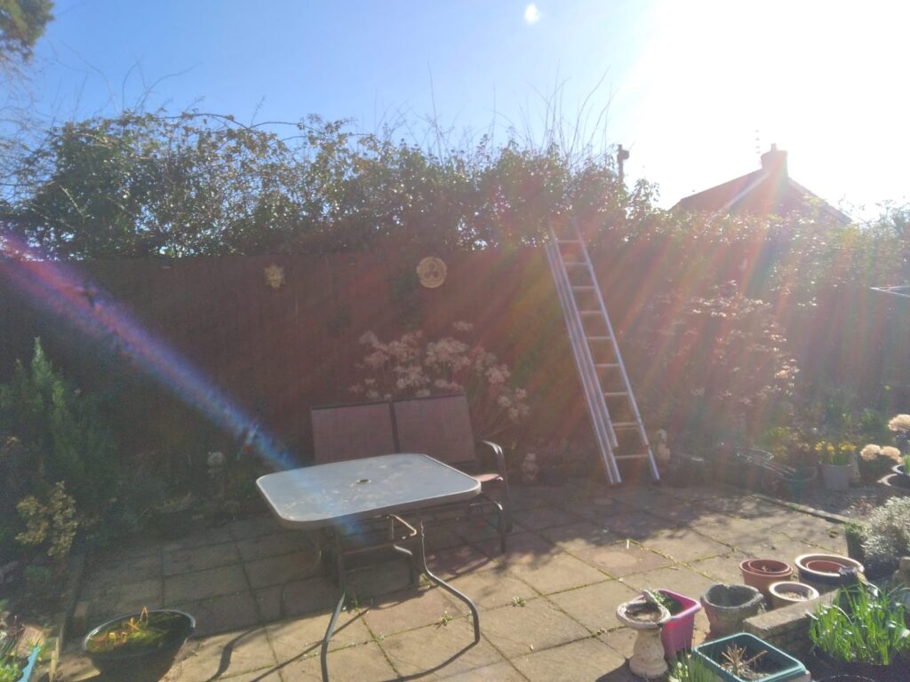 tree and hedge maintenance bridgend