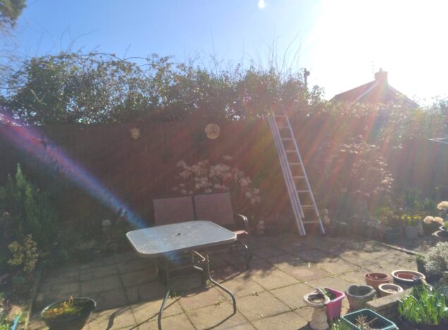 tree and hedge maintenance bridgend