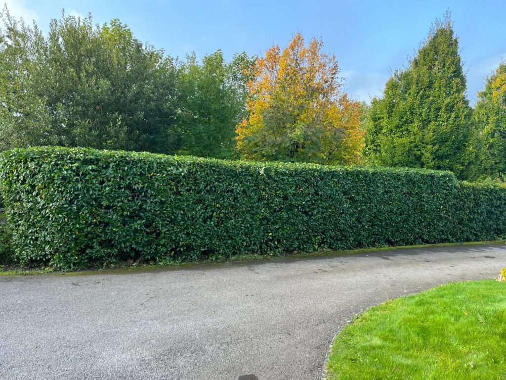 hedge trimming bridgend