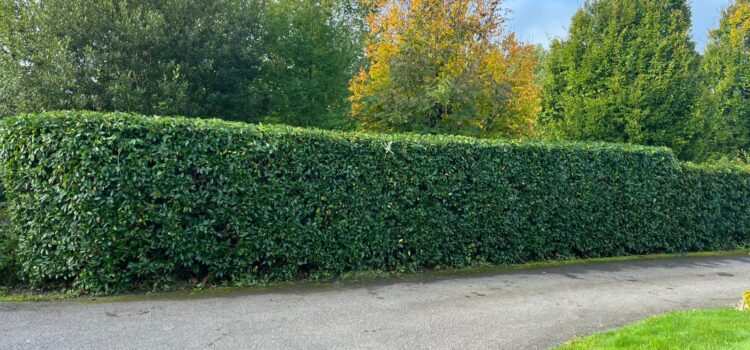hedge trimming bridgend