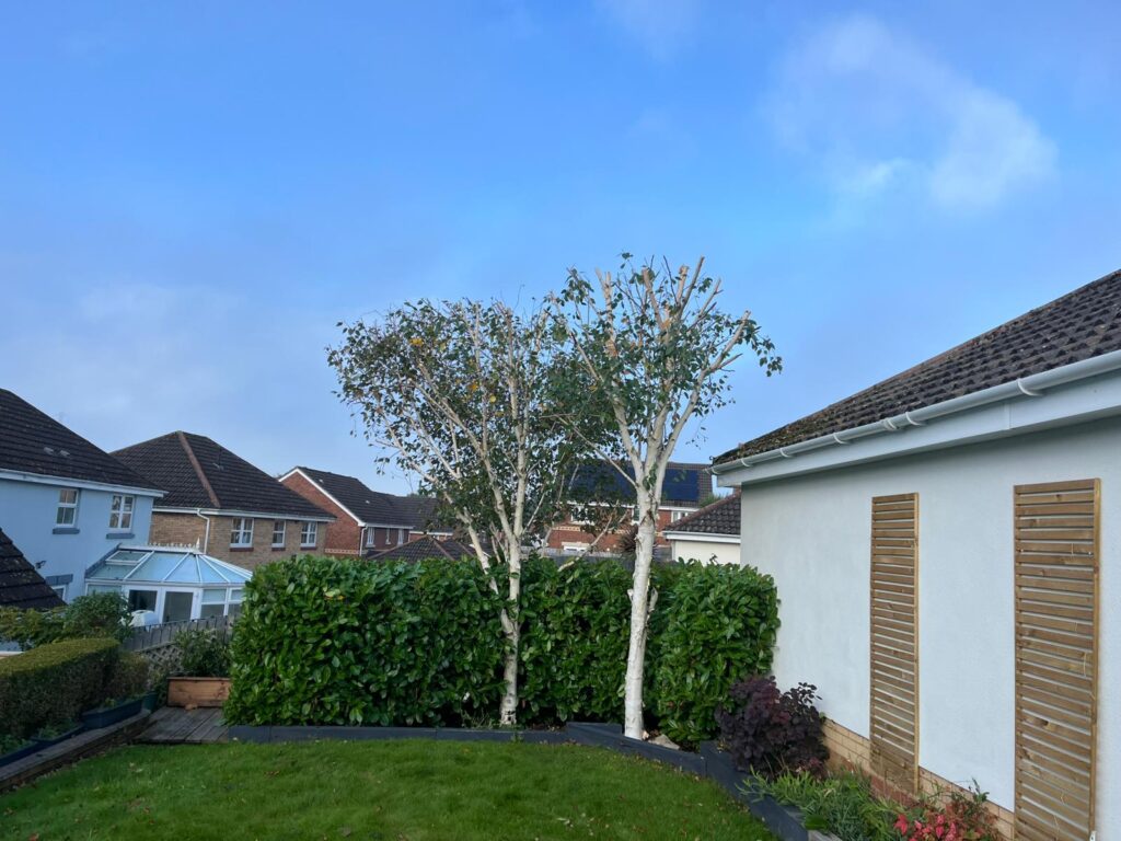 tree pruning bridgend