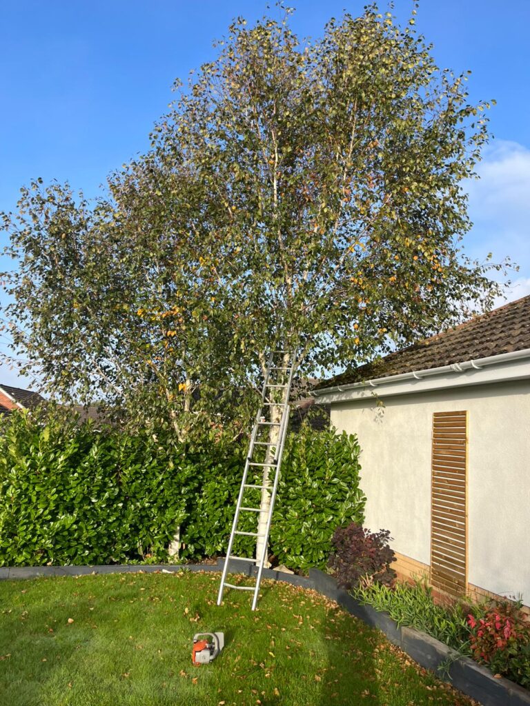tree pruning bridgend