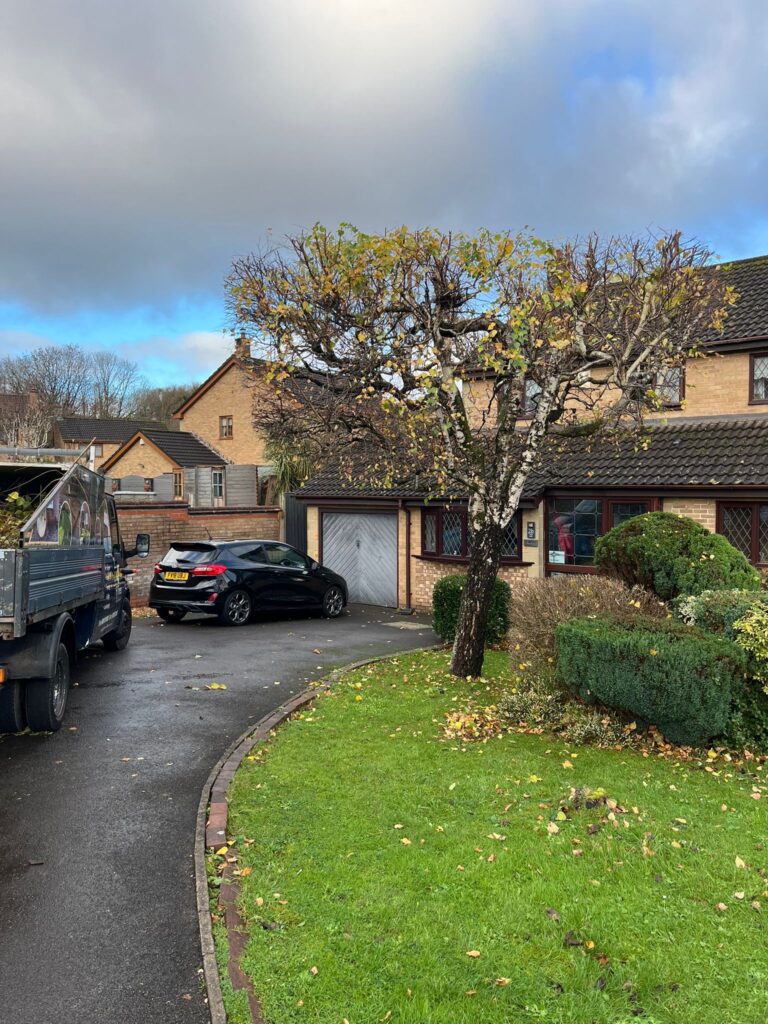 Tree Pruning in Bridgend