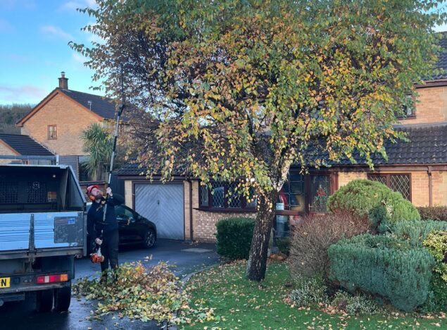 Tree Pruning in Bridgend