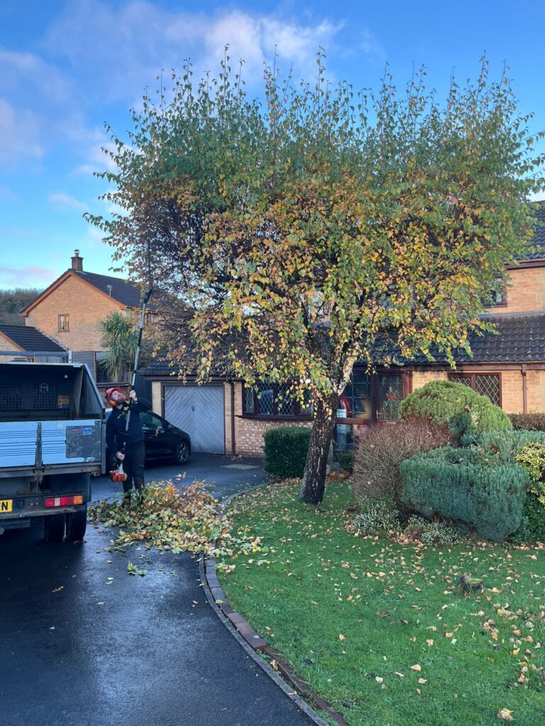 Tree Pruning in Bridgend