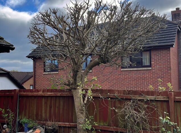 Tree Pruning in Bridgend