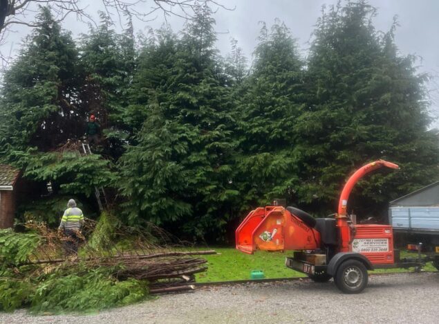 hedge and tree maintenance in Pontypridd?