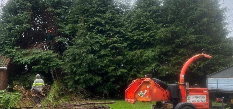 hedge and tree maintenance in Pontypridd?