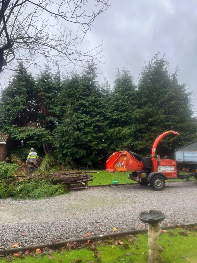 hedge and tree maintenance in Pontypridd?