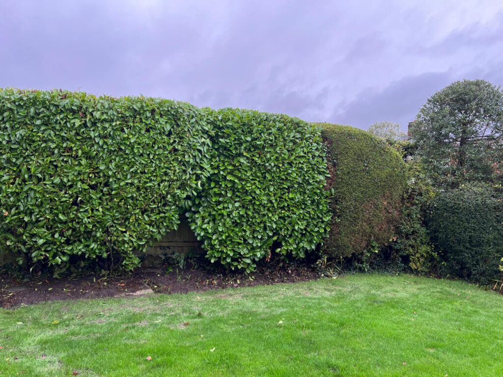 hedge and tree maintenance in Pontypridd?