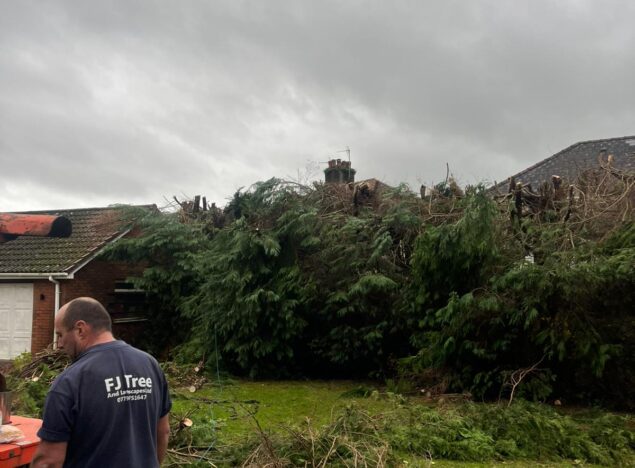 hedge and tree maintenance in Pontypridd