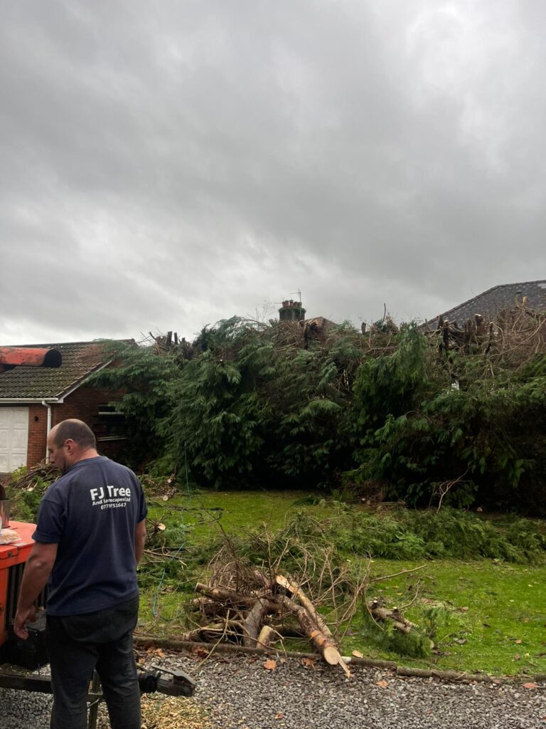 hedge and tree maintenance in Pontypridd