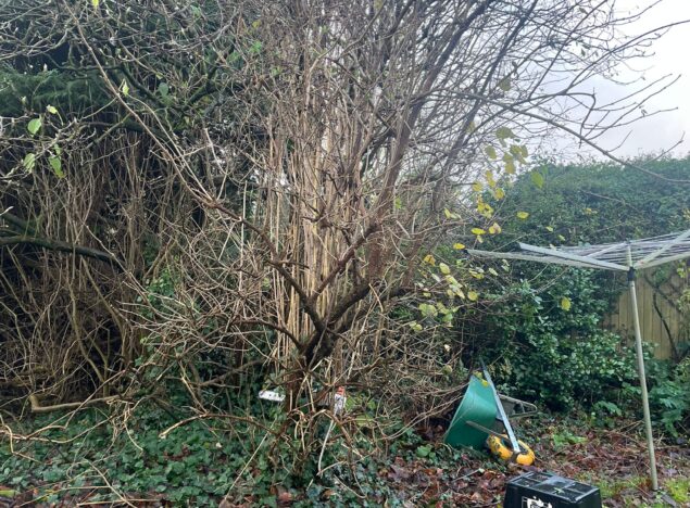 Tree Removal & Hedge Maintenance in Bridgend