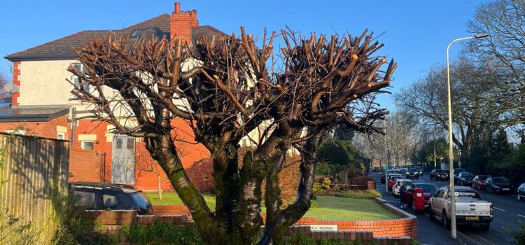 tree pruning Bridgend.