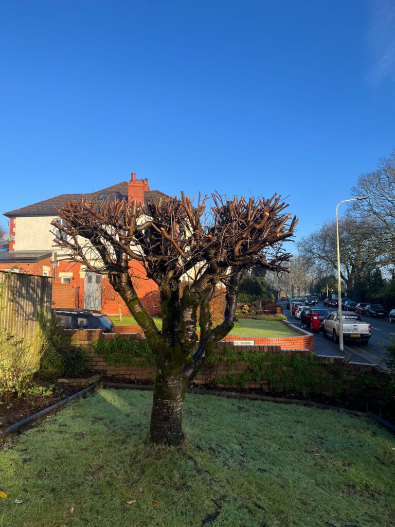 tree pruning Bridgend.