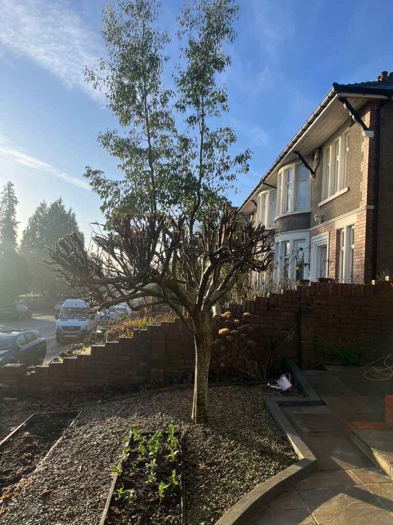 tree pruning Bridgend.