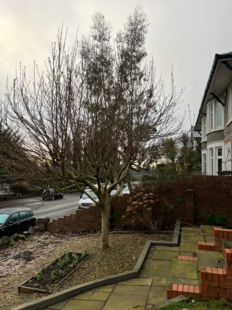 tree pruning Bridgend
