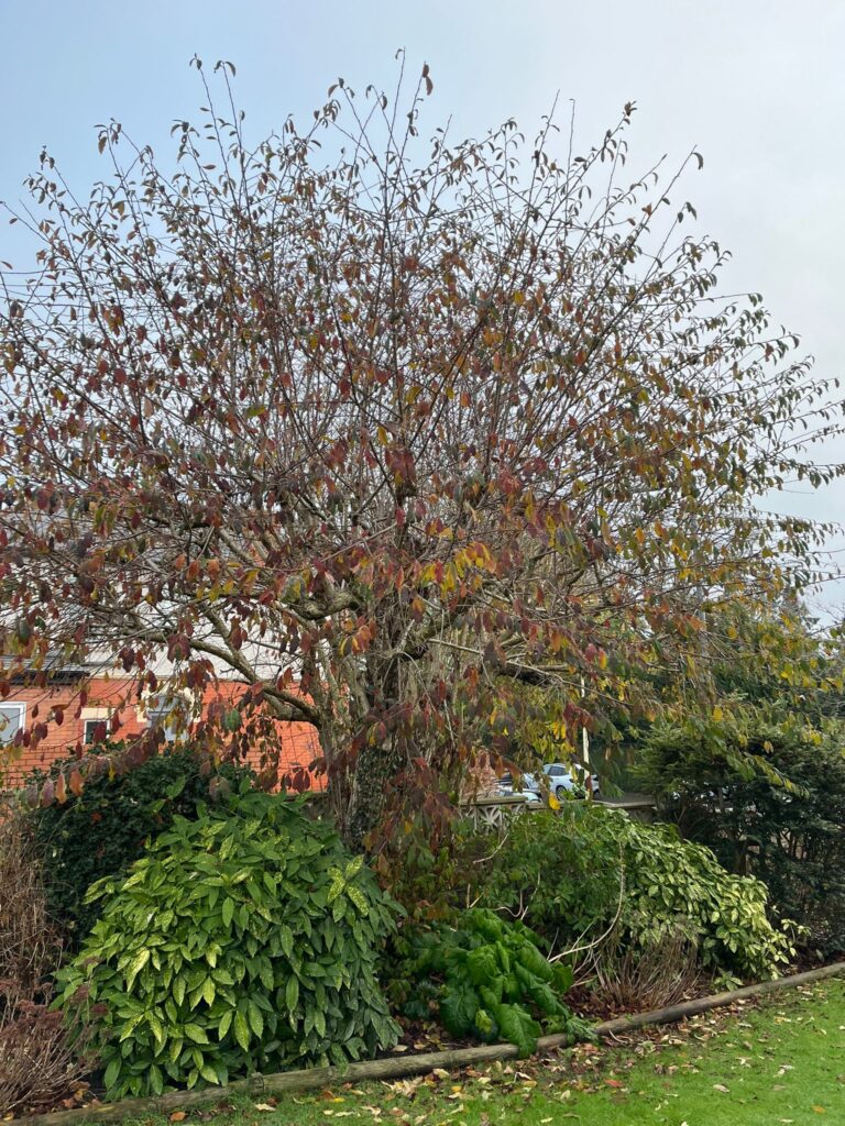 tree pruning Bridgend