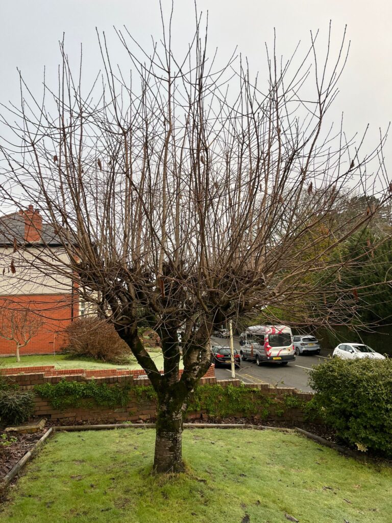tree pruning Bridgend.